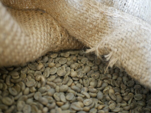 Mexico Bellavista - zielona kawa z Meksyku, surowe ziarna sprzedawane w sklepie
